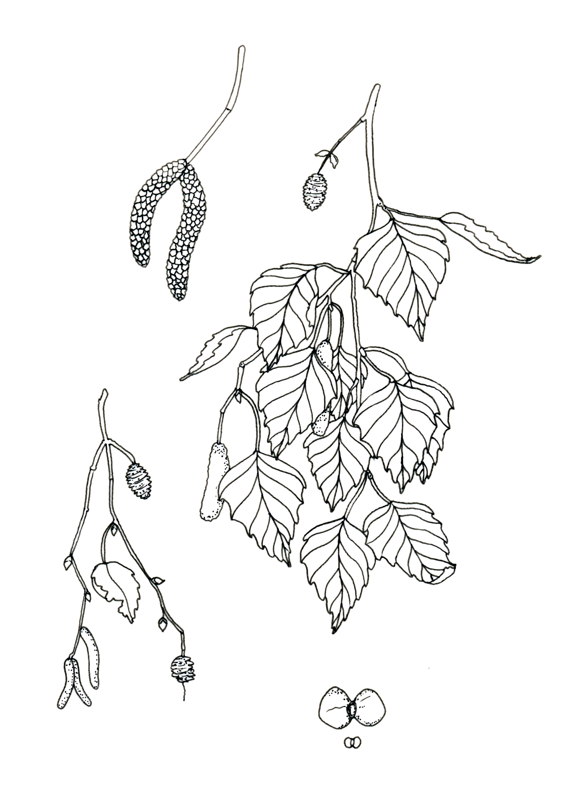 Detailed birch