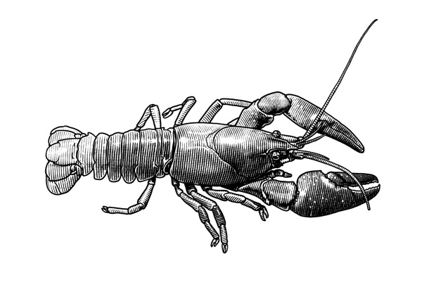 Etching crayfish shrimp seashell prawn for Falkeskogs fiskar. Gravyr träsnitt för lax förpackning kräfta räka havskräfta skaldjur