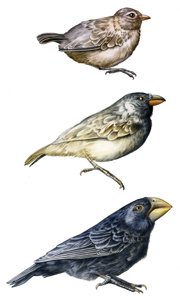 The darwin finch birds of evolution fink fågel fåglar