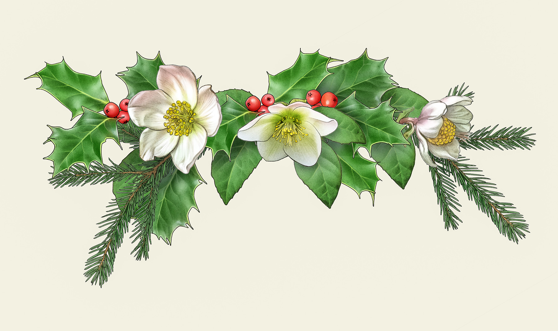 Christmas motif for free gluten with greenish Christmas roses and holly and twig of spruce. julmotiv till fria gluten med grankvist julrosor och järnek och kvist av gran