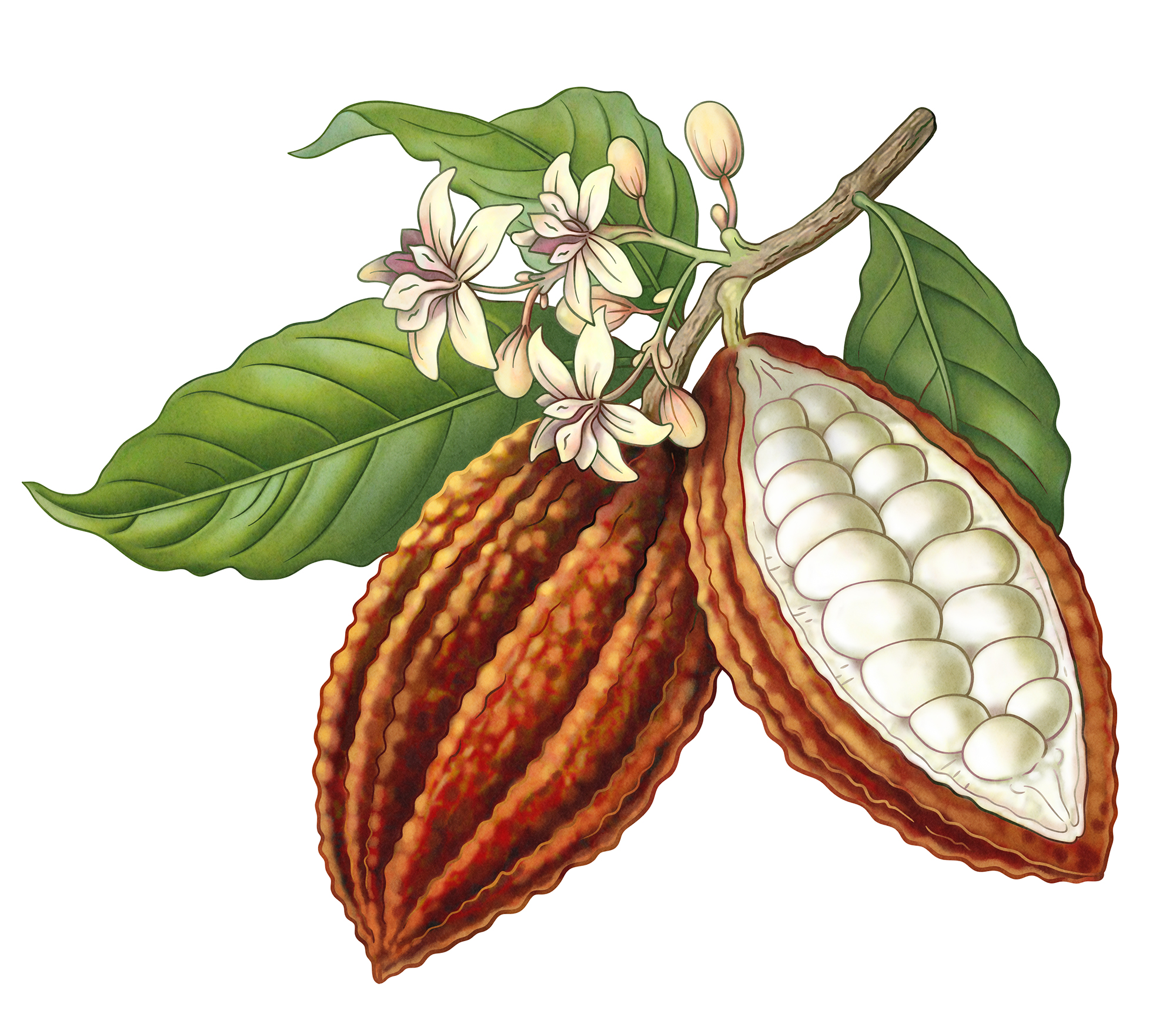 Illustration of a kakaobean.