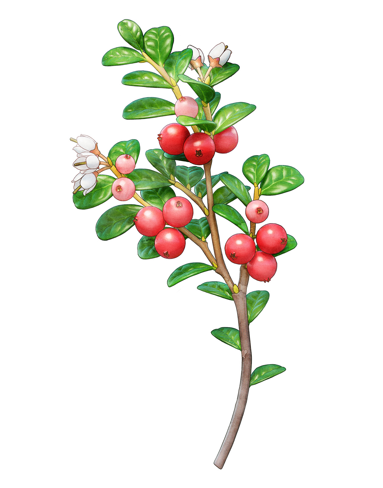 a twig of lingonberry, with floral leaves. Vide, milkweed, dwarf birch, and rowan berry. en kvist med lingon, med blommor blad. Vide, mjölkört, dvärgbjörk, och rönnbär