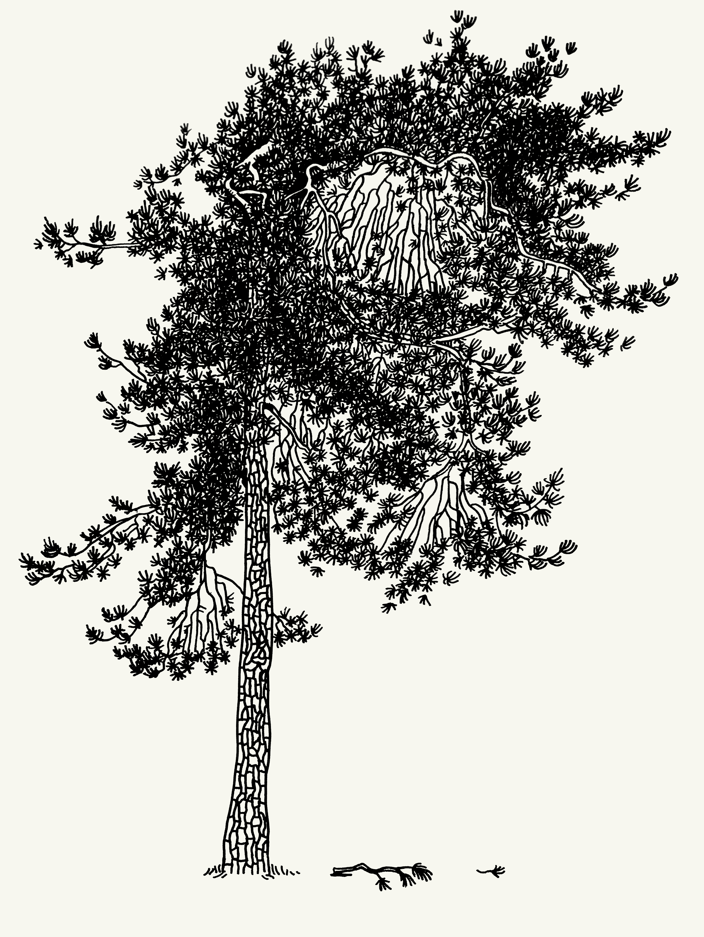 big pine tree with dry branches