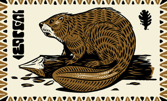 beaver