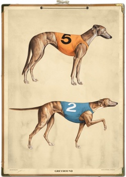 Grehound